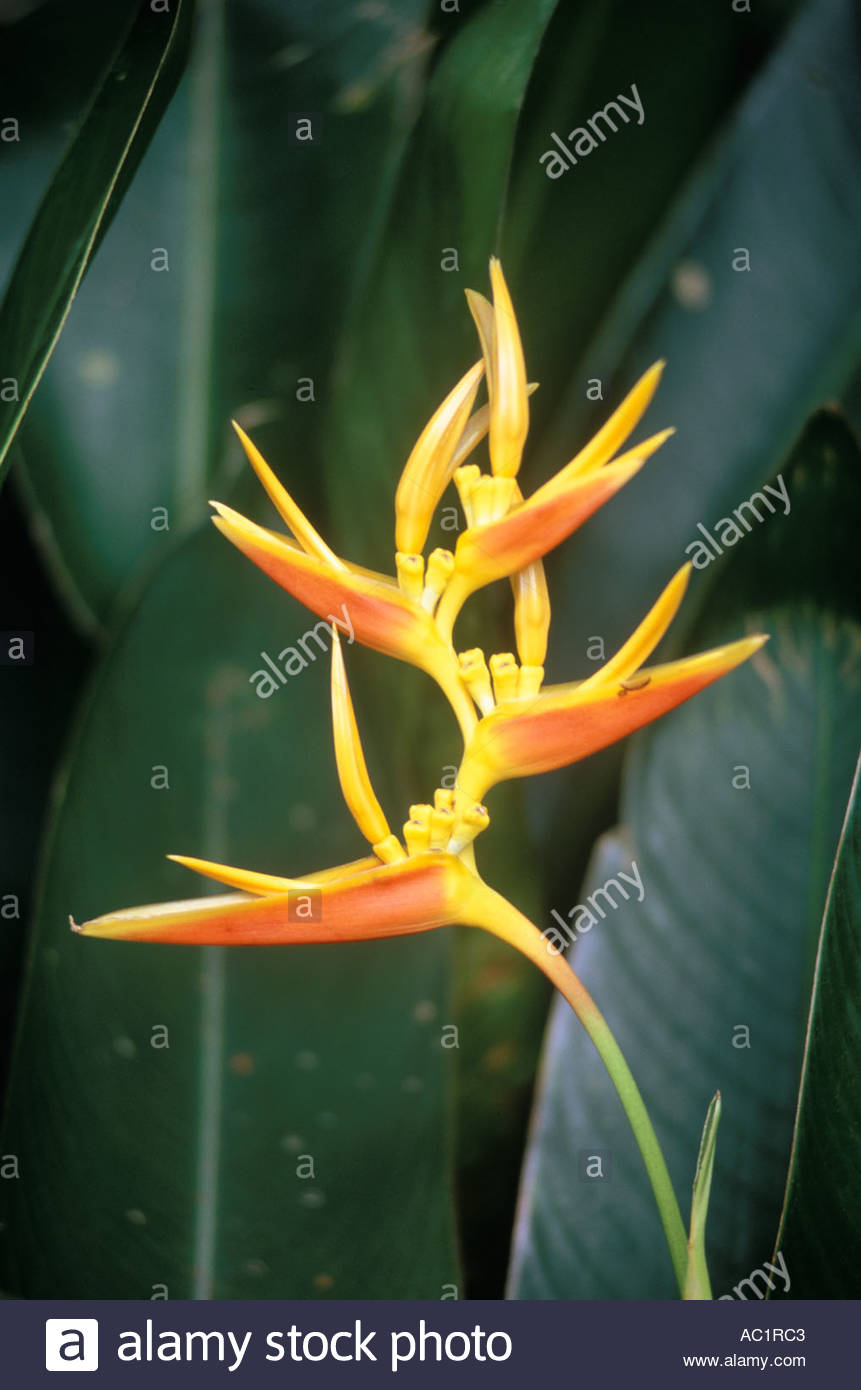 Parrots Beak Plant Stock Photos & Parrots Beak Plant Stock Images Alamy