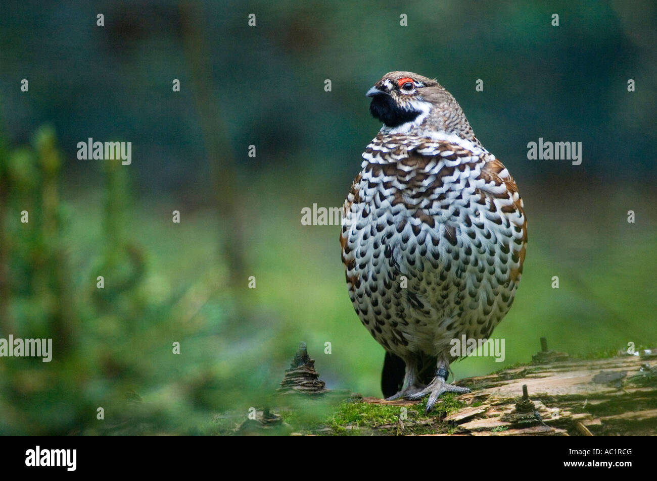 Hazel hen sitting on tree trunk Stock Photo