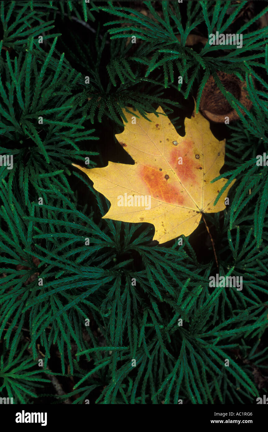 Lone maple leaf hi-res stock photography and images - Alamy