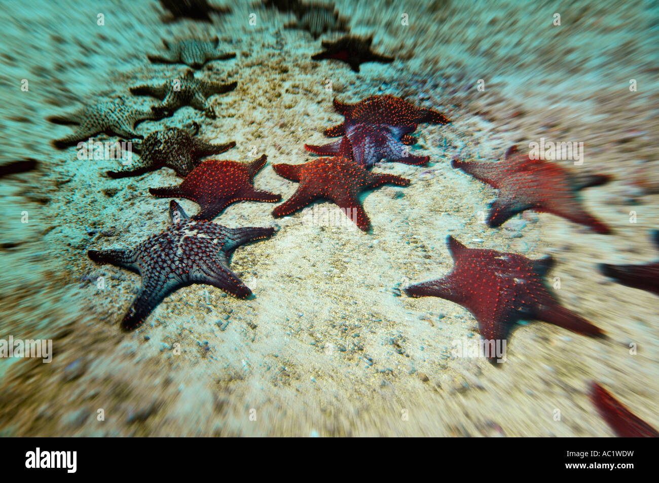 Starfish on sea bed, closeup Stock Photo Alamy