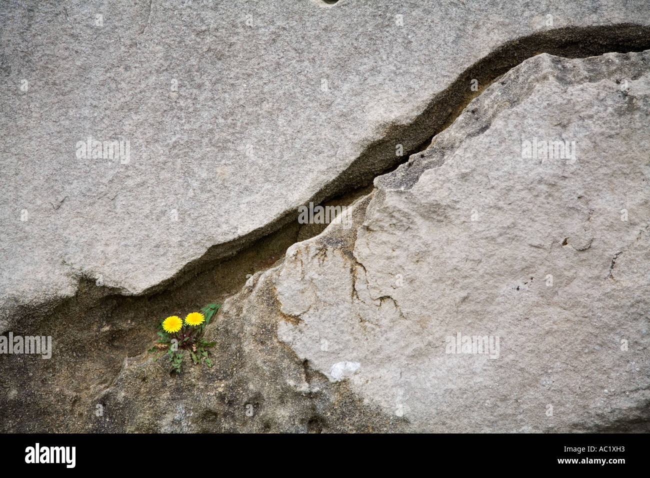 Plant grows in rock crack hi-res stock photography and images - Alamy