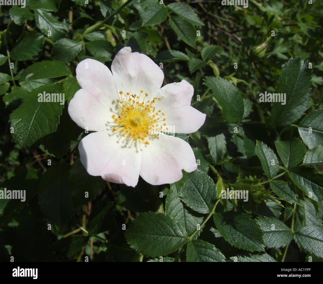 Wild rose close up Stock Photo - Alamy