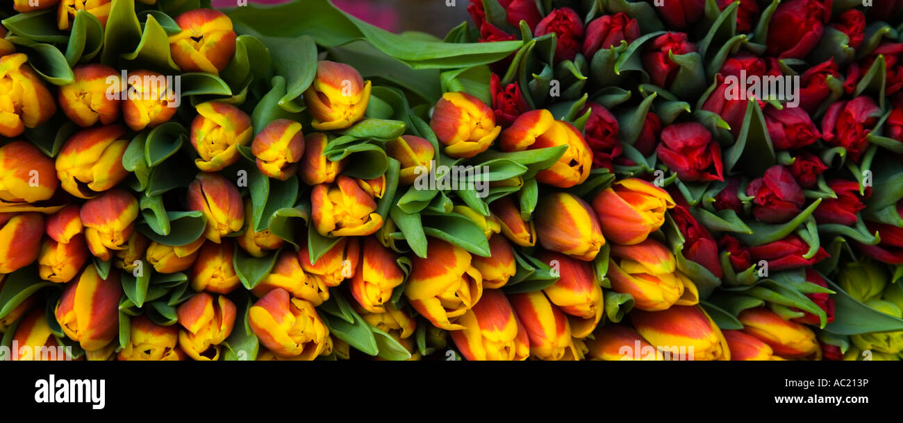 Flower and Tulip display in Amsterdam Holland Stock Photo Alamy