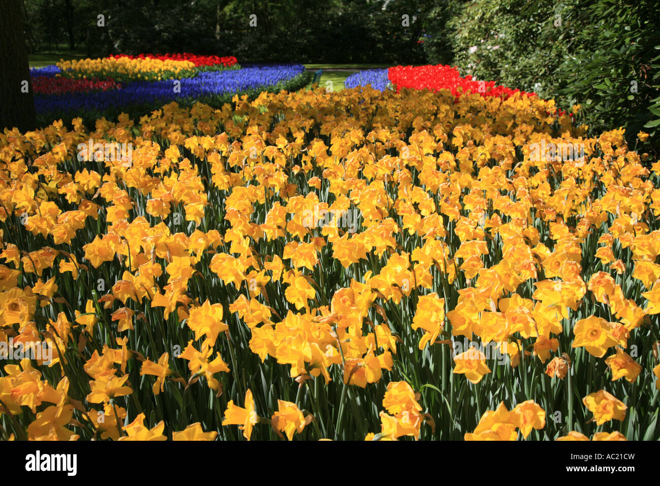tulip spring garden at keukenhof garden near amsterdam in holland
