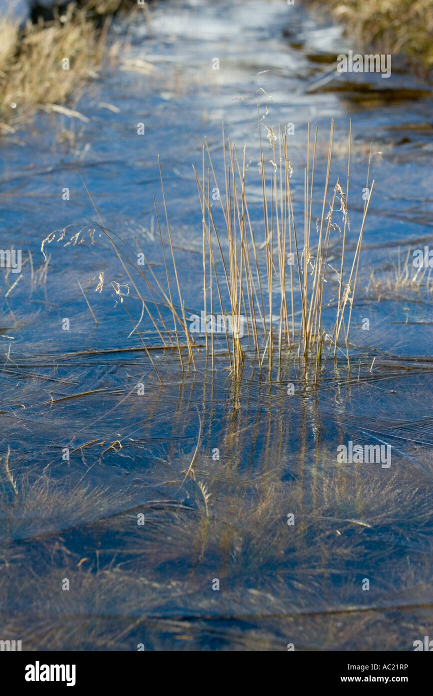 grass showing through transparent ice on surface of shallow water Stock ...