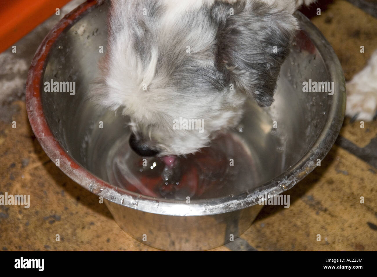 lowchen dog drinking from bole Stock Photo