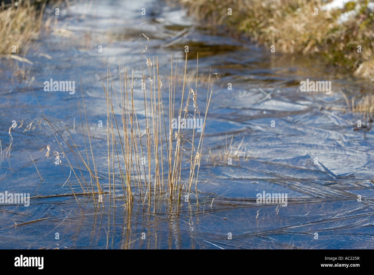 grass showing through transparent ice on surface of shallow water Stock ...
