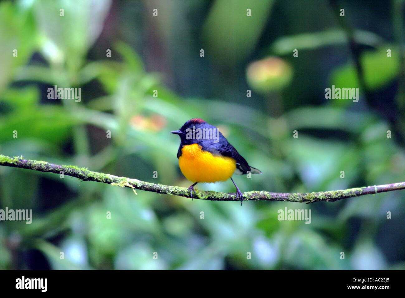 Yellow bellied blue back finch perched on a branch in the Santa Elena Cloudforest Reserve in Costa Rica Stock Photo