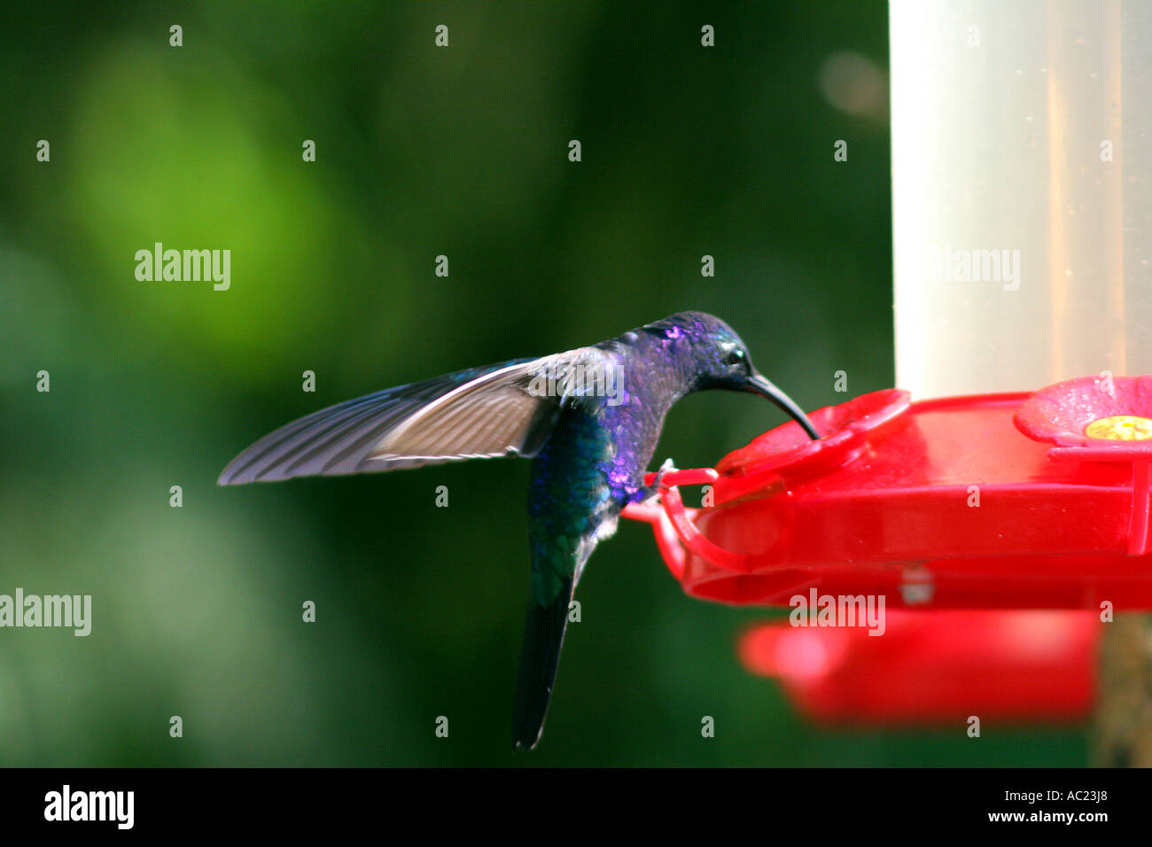 Iridescent Purple Hummingbird Violette Sabrewing At Feeder In