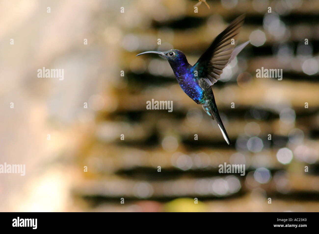 In-flight, large, iridescent blue black and white hummingbird ( violette sabrewing ) in the Costa Rican Cloud Forest Reserve. Stock Photo