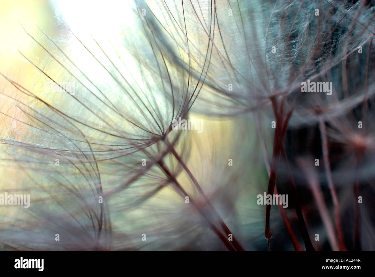 Goat s beard or Jack go to bed at noon abstract Stock Photo