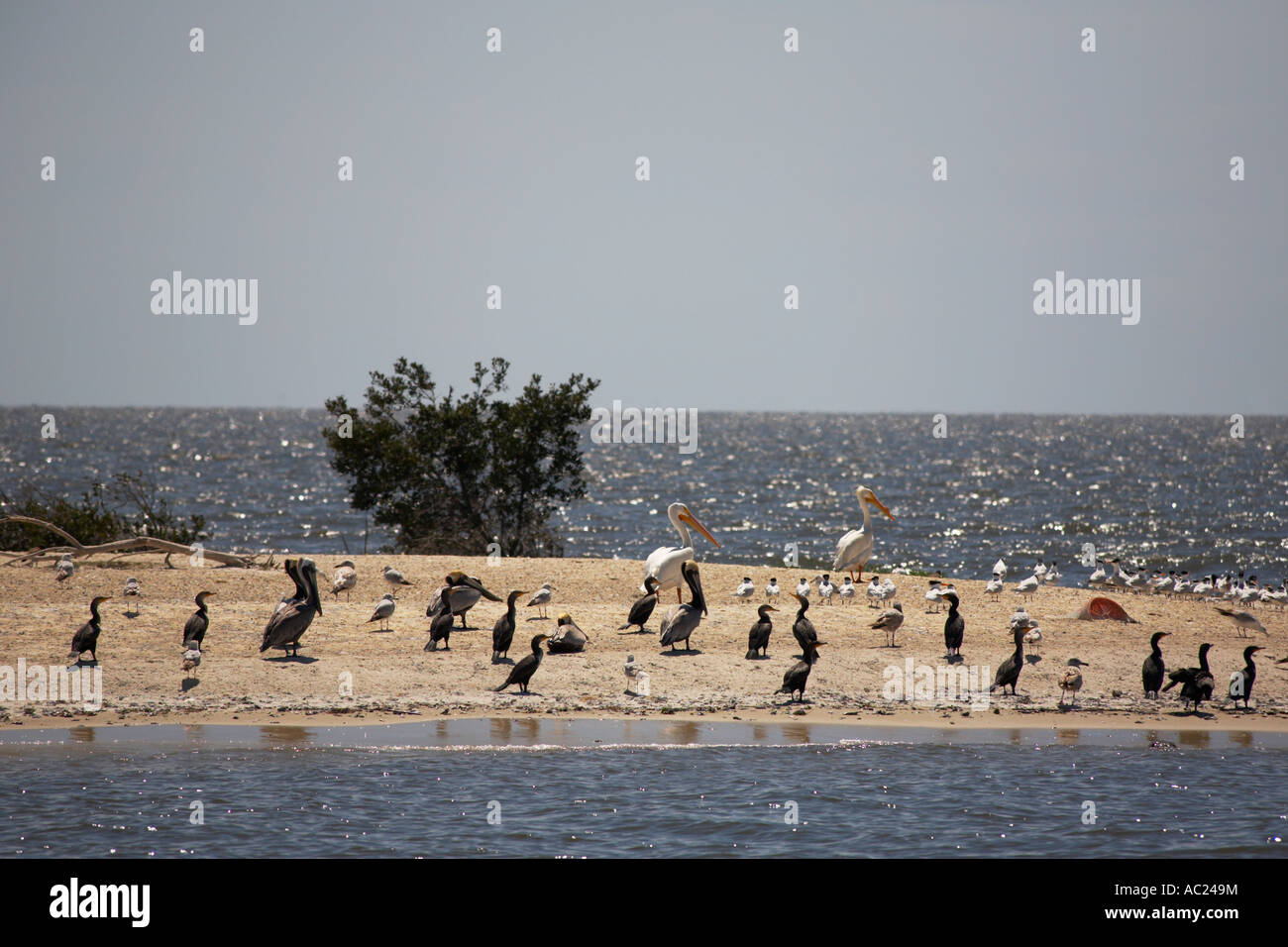 Birds on small island in the Gulf of Mexico near Cedar Key on the Gulf ...