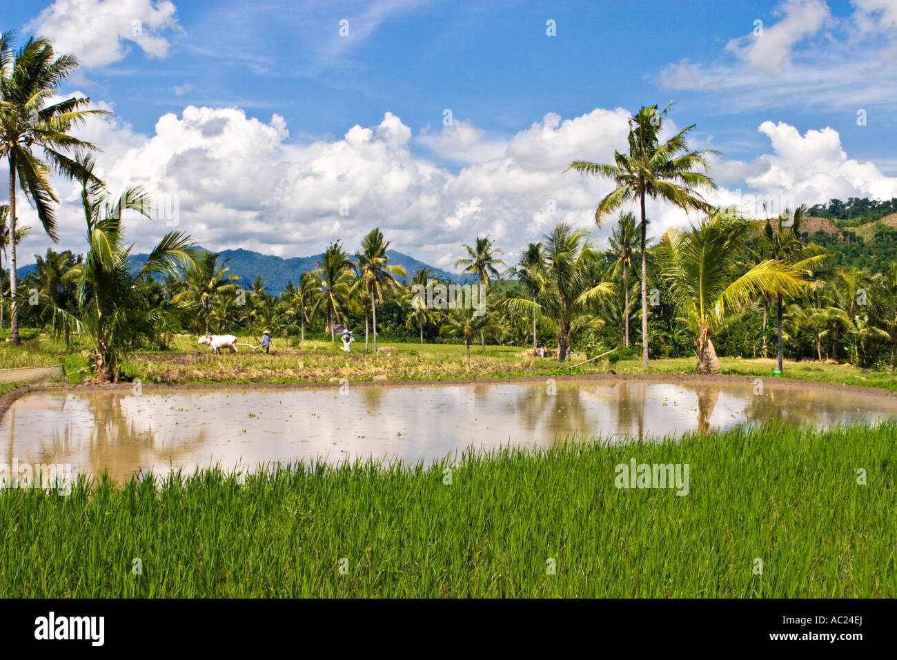 Rice fields in Kalibaru, Java, Indonesia, Asia Stock Photo - Alamy