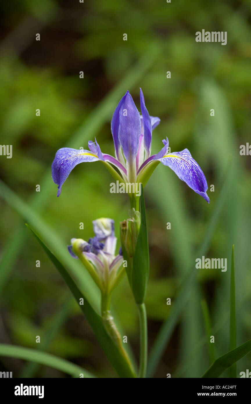 Southern Blue Flag Iris in the Lower Suwannee National Wildlife Refuge