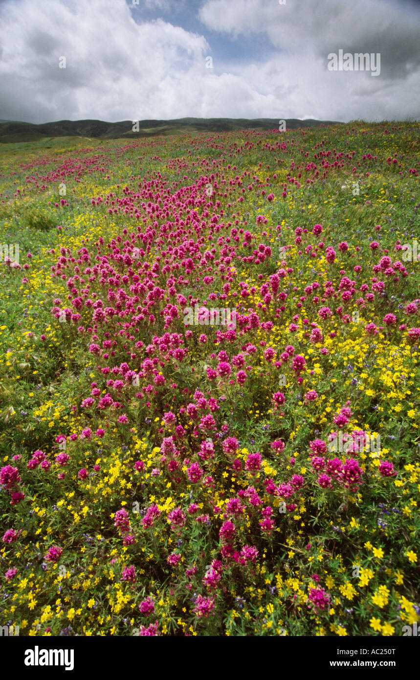 Field of purple and yellow flowers Stock Photo - Alamy