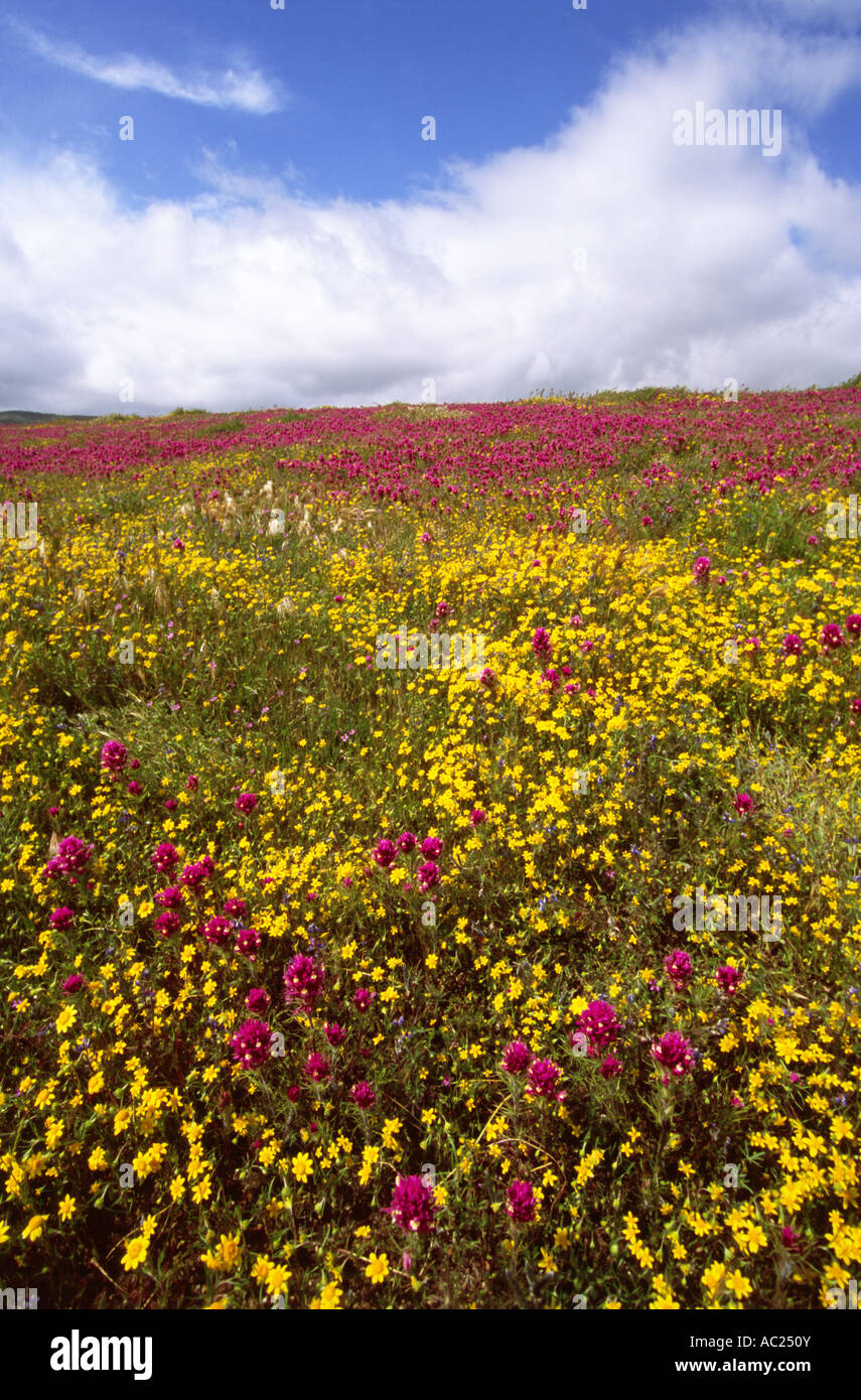 Field of purple and yellow flowers Stock Photo - Alamy