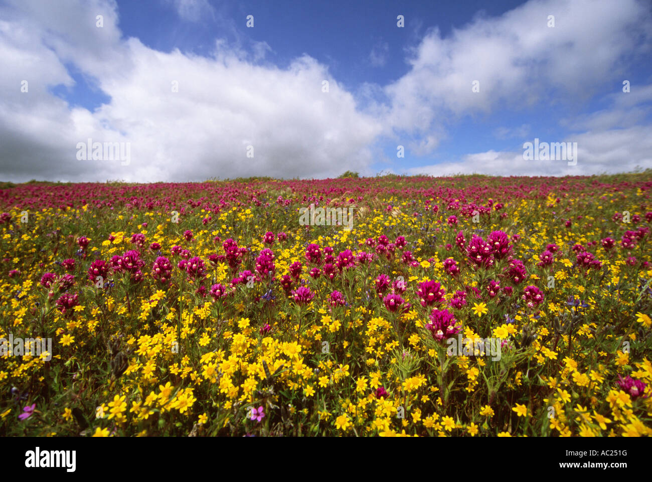 Field of purple and yellow flowers Stock Photo - Alamy