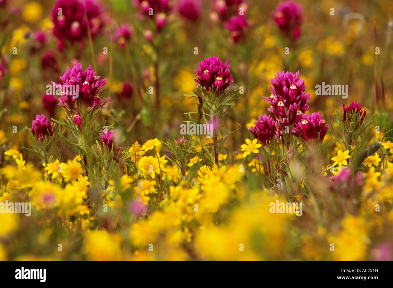 Purple and yellow flowers Stock Photo - Alamy