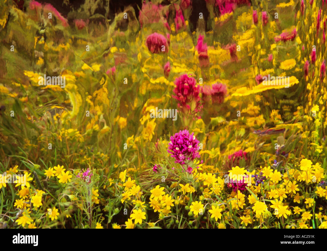 Smudged photo of purple and yellow flowers Stock Photo