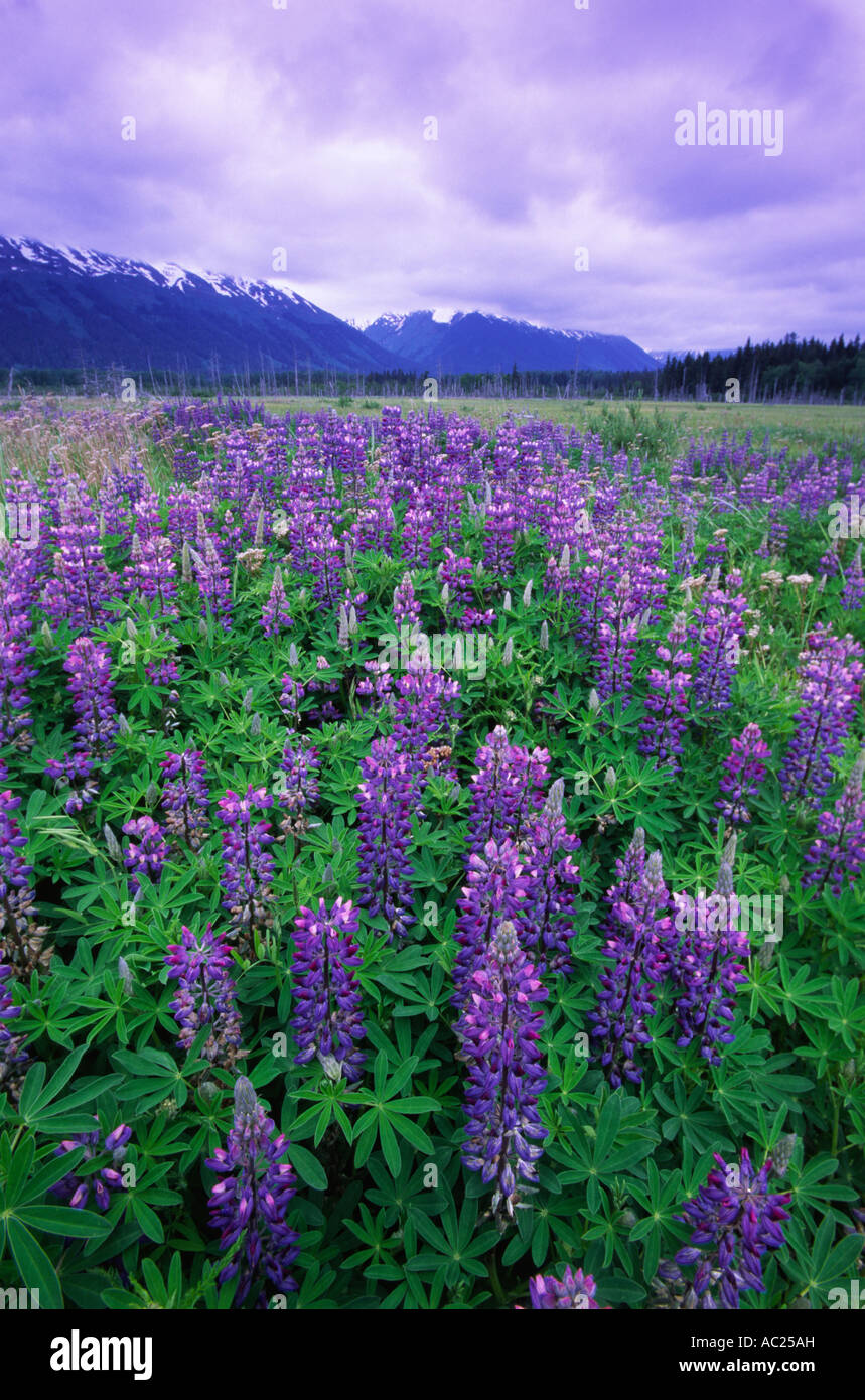 Field of purple flowers Stock Photo - Alamy