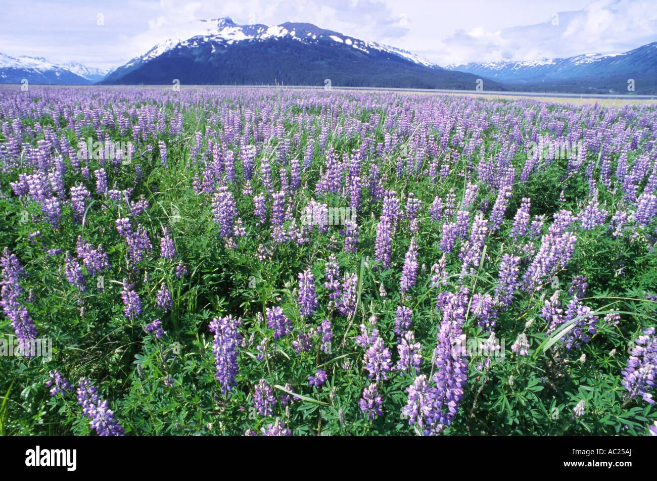 Field of purple flowers Stock Photo - Alamy