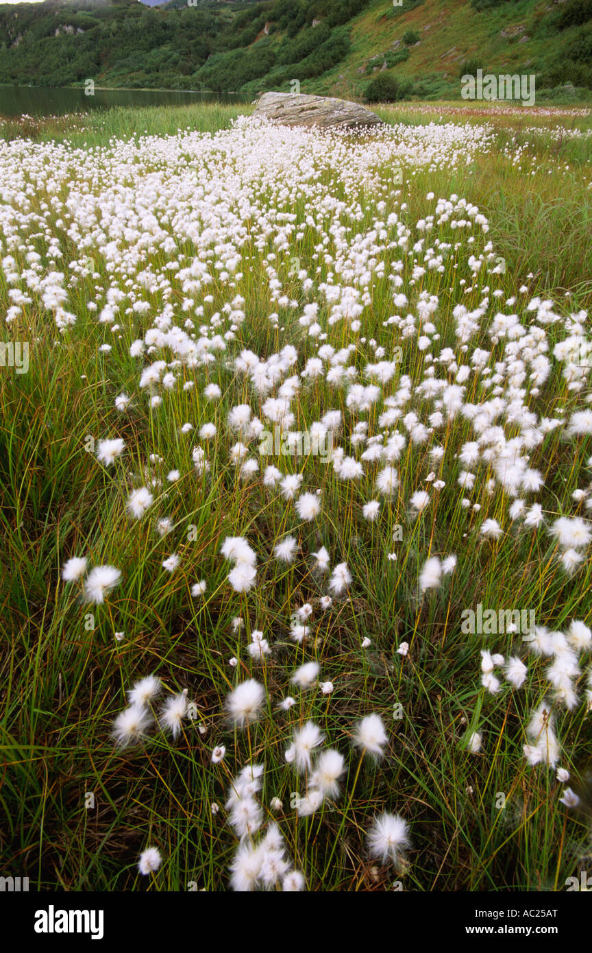 Field Of White Flowers In Mountain Range Stock Photo Alamy field-of-white-flowers-in-mountain-range-stock-photo-alamy