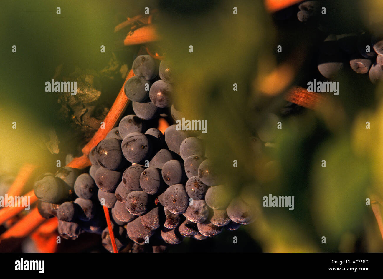 Picking pinot noir grapes, Delatite Winery, Victoria, Australia, Horizontal, Stock Photo