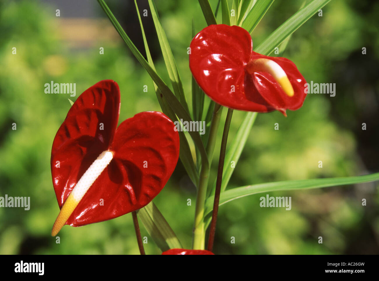 Colorful flowers in tropical hi-res stock photography and images - Alamy