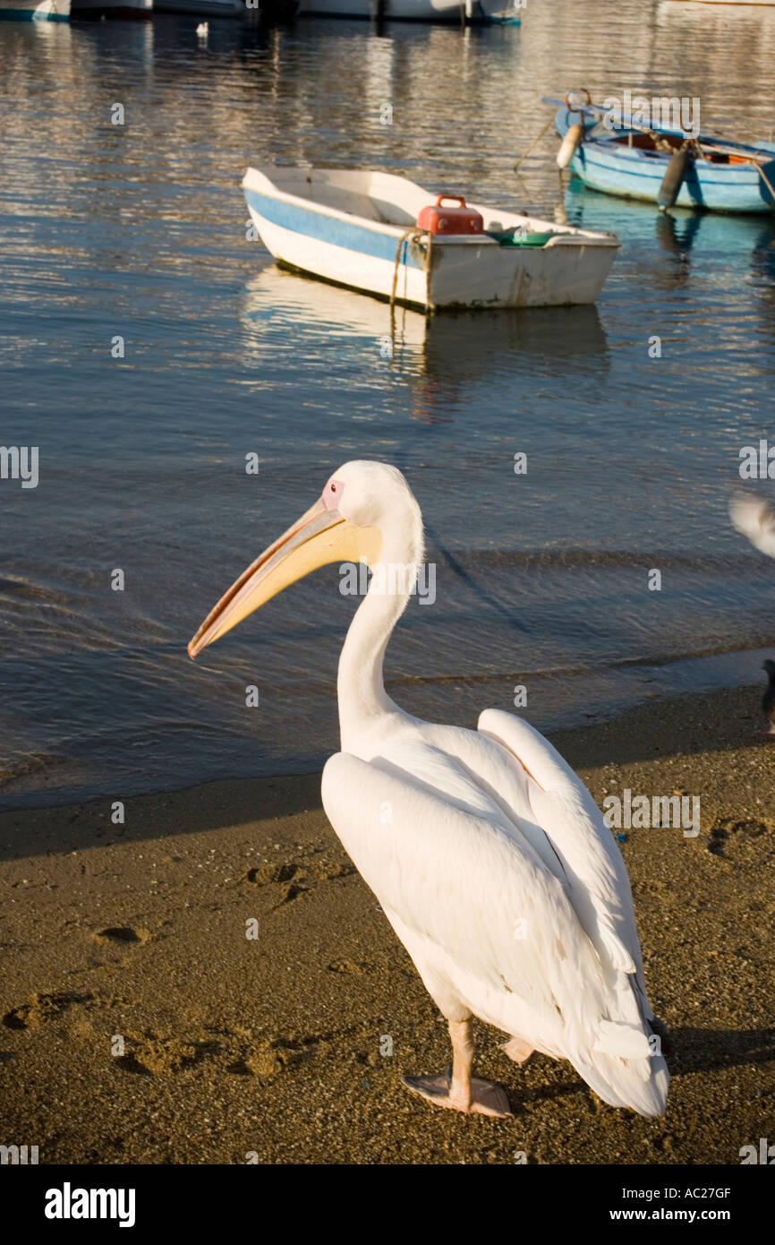 Confiding pelican the mascot of Mykonos Town at beach Mykonos Town Mykonos Greece Stock Photo