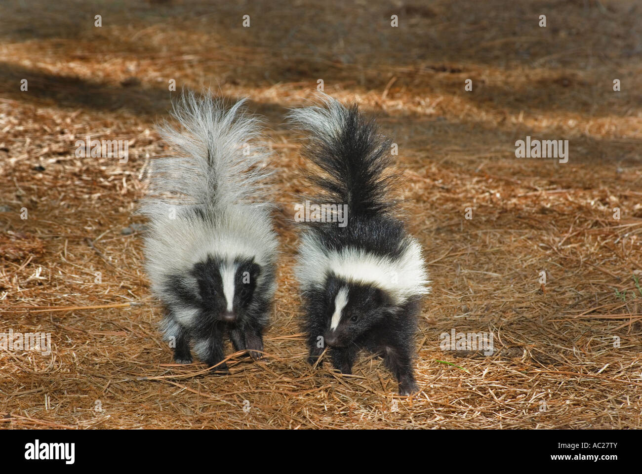 Young Striped Skunks, mammal, Mephitis mephitis Stock Photo