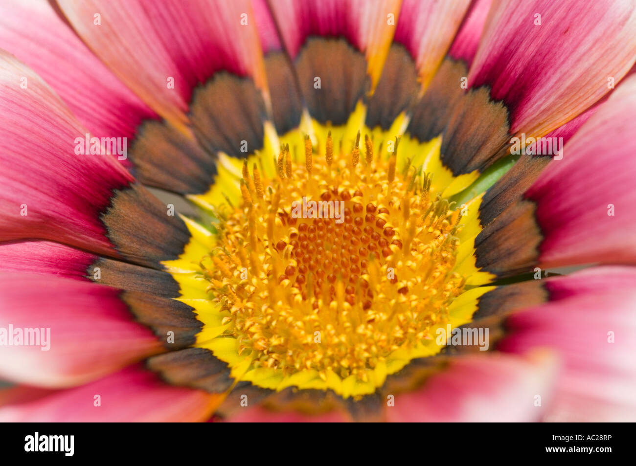 Close up macro of a colourful Chrysanthemum Asteraceae. Stock Photo