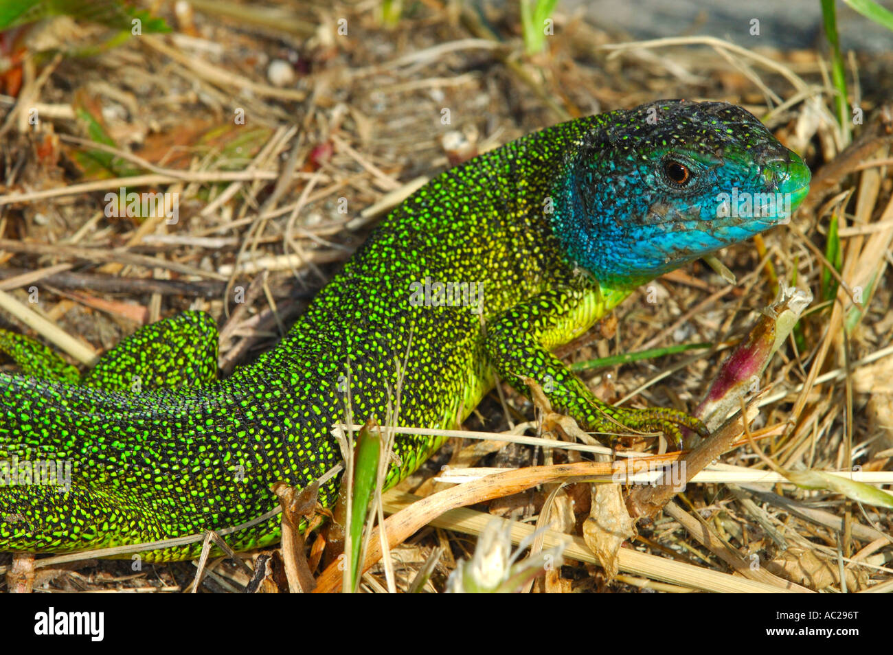 Western Green Lizard Lacerta blineata Stock Photo