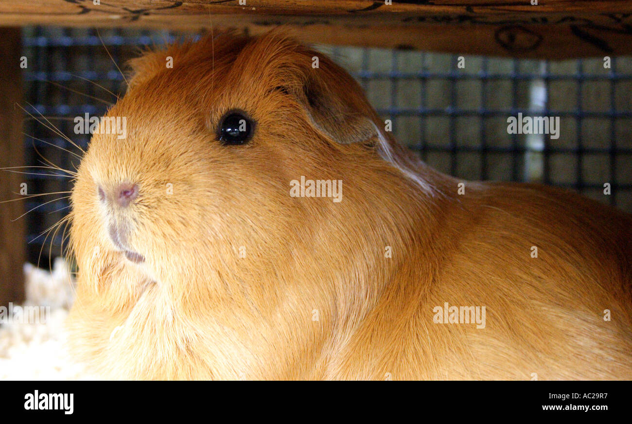 GUINEA PIG HIDING HORIZONTAL BAPDB7821 Stock Photo Alamy