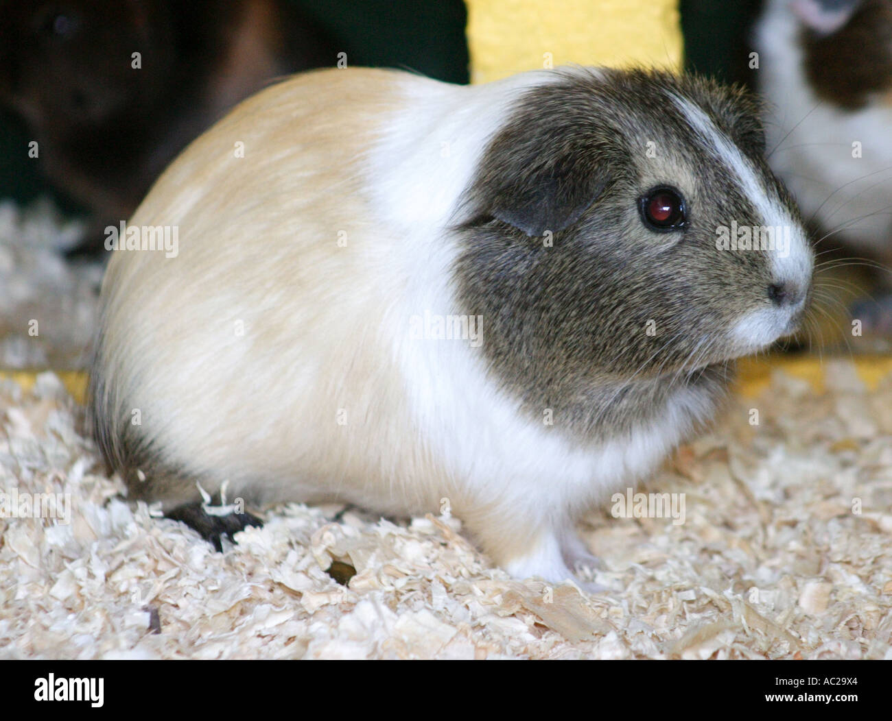 GREY AND WHITE GUINEA PIG HORIZONTAL BAPDB7838 Stock Photo Alamy
