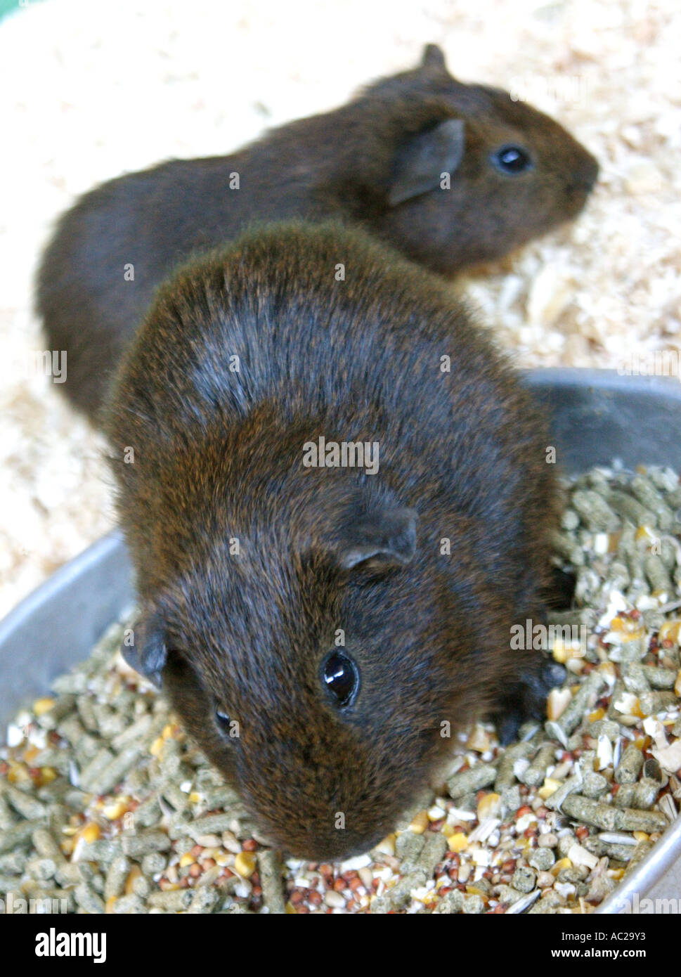 Two guinea pig bowl hi-res stock photography and images - Alamy