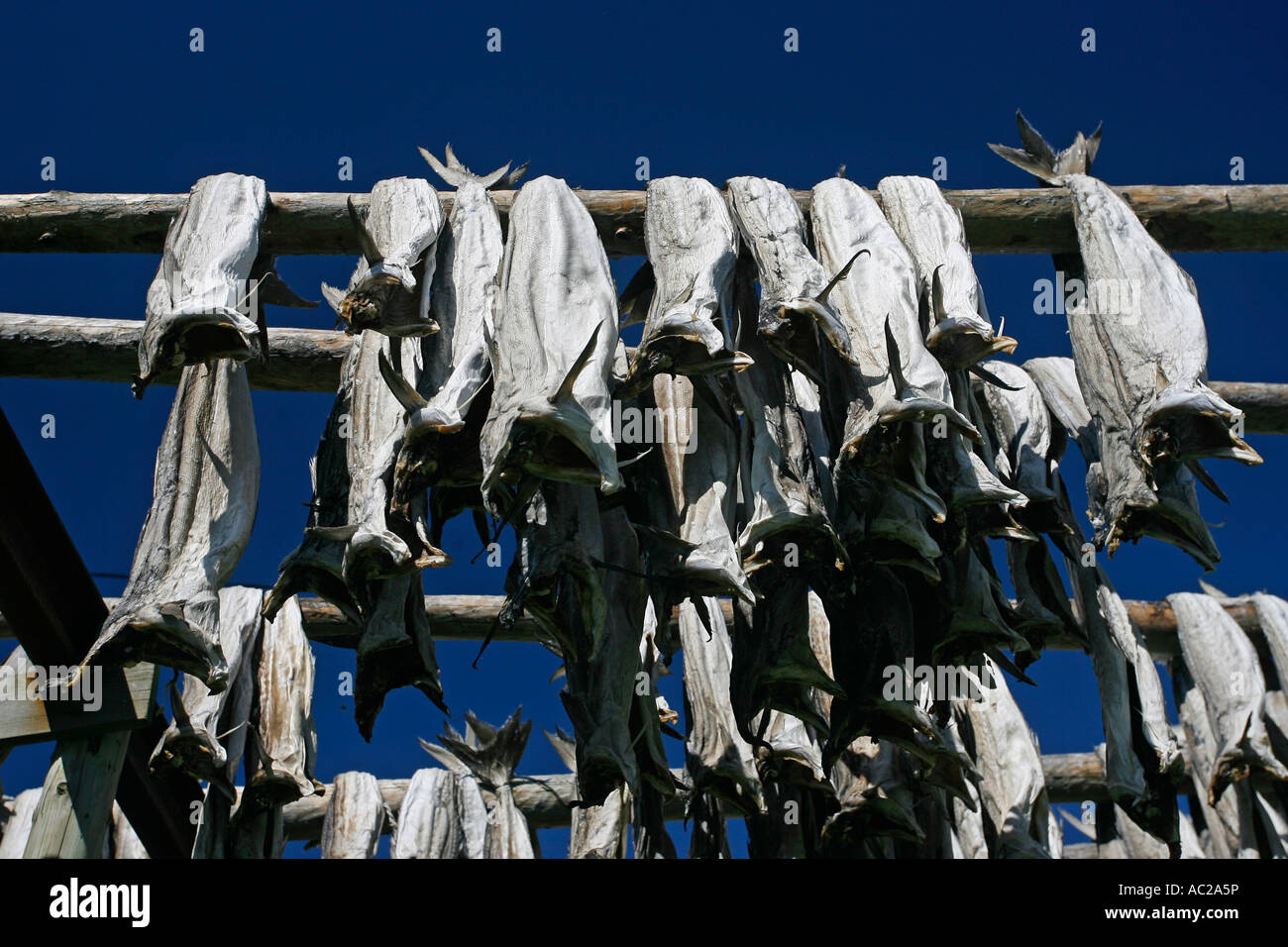 Cod drying Lofoten Islands Norway Europe Stock Photo - Alamy
