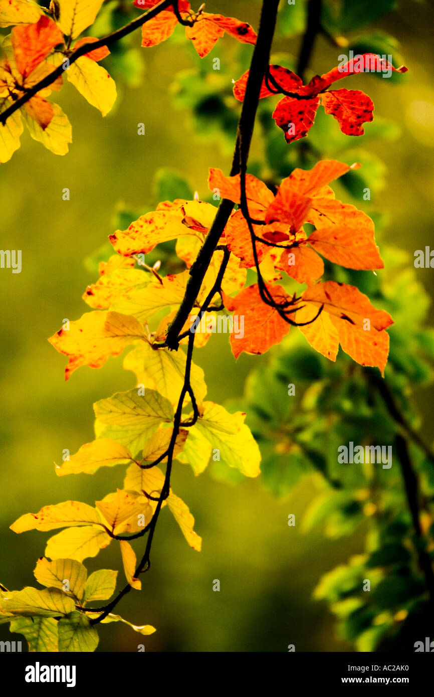 Gold colour color of leaves on tree hi-res stock photography and images ...