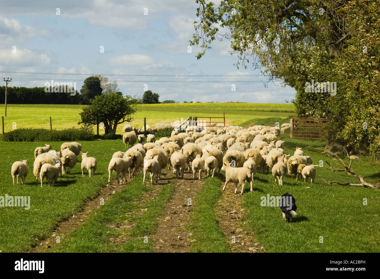 Lleyn sheep being driven by border collie Stock Photo