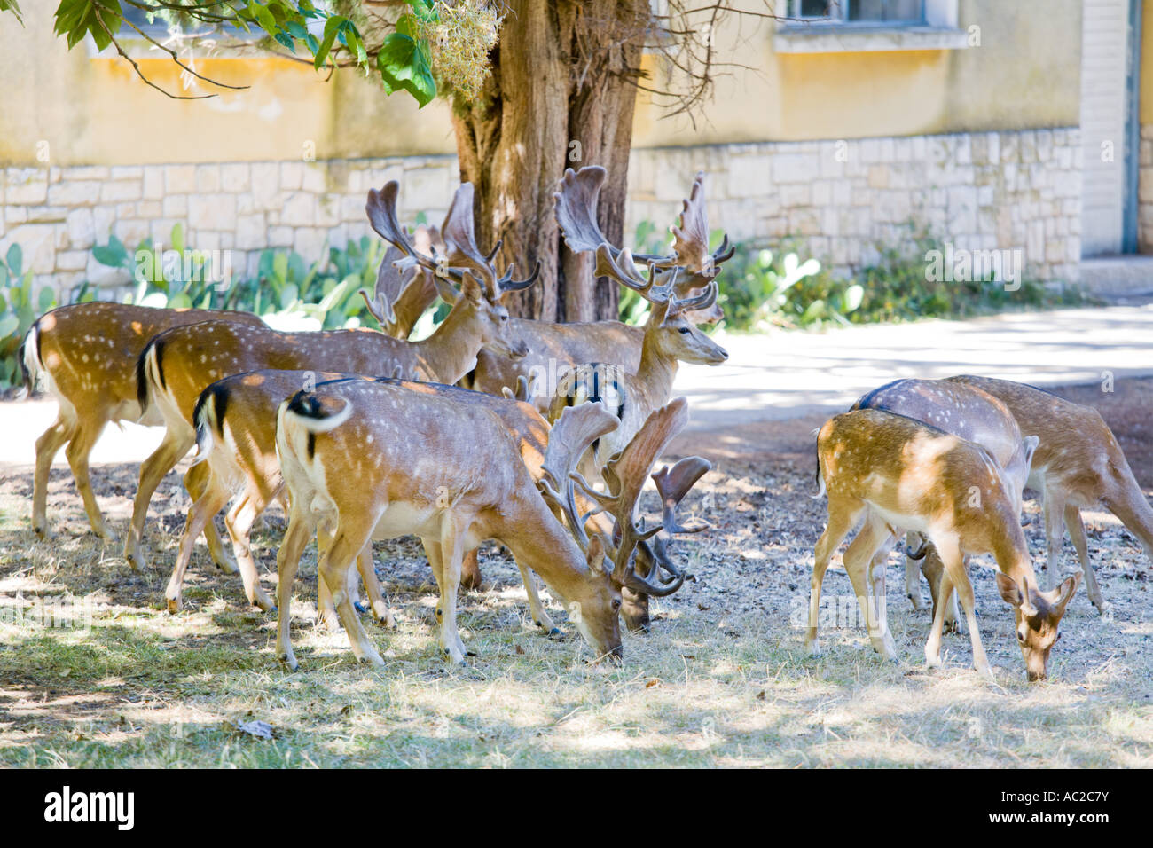 Bucks and deers free near hotel on Brijoni island Stock Photo