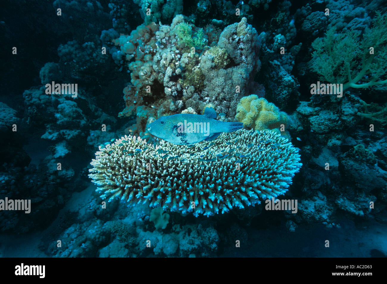 Puffer fish nest hires stock photography and images Alamy