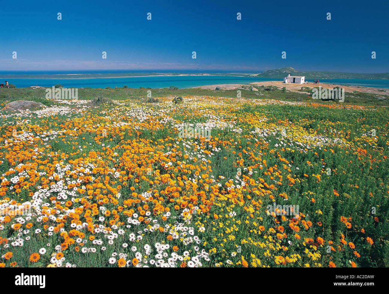 Spectacular fields of flowers in West Coast National Park Langebaan
