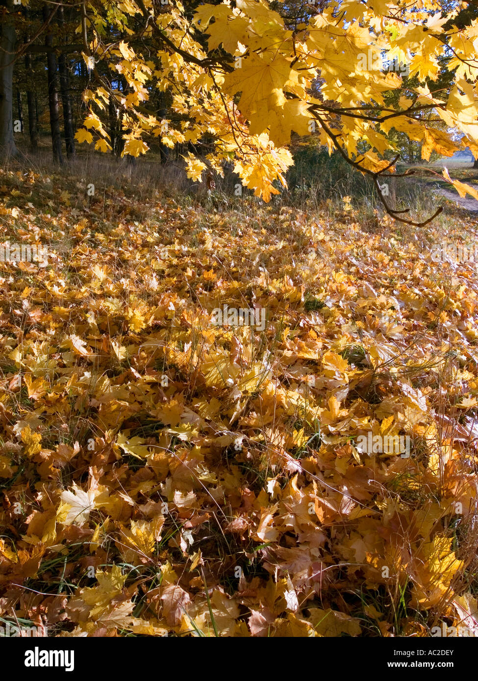 Autumn leaves lying on ground hi-res stock photography and images - Alamy