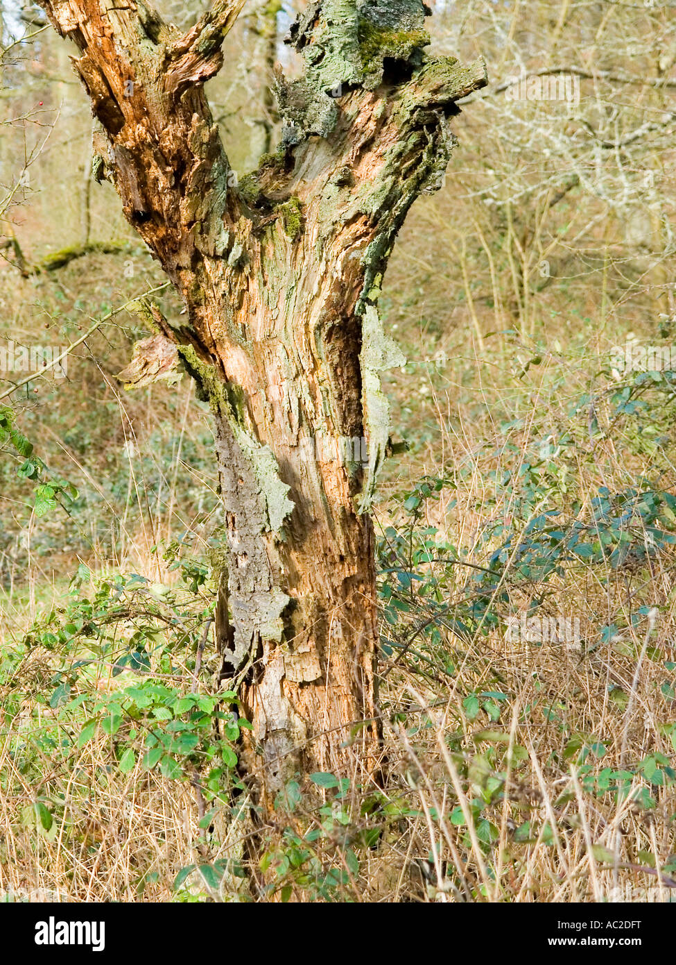 old cherry tree dead on a meadow Stock Photo Alamy