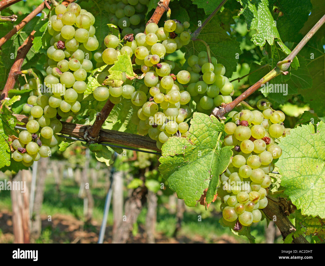 Grape Crop Ripe ripe grapes on grapevines Stock Photo - Alamy