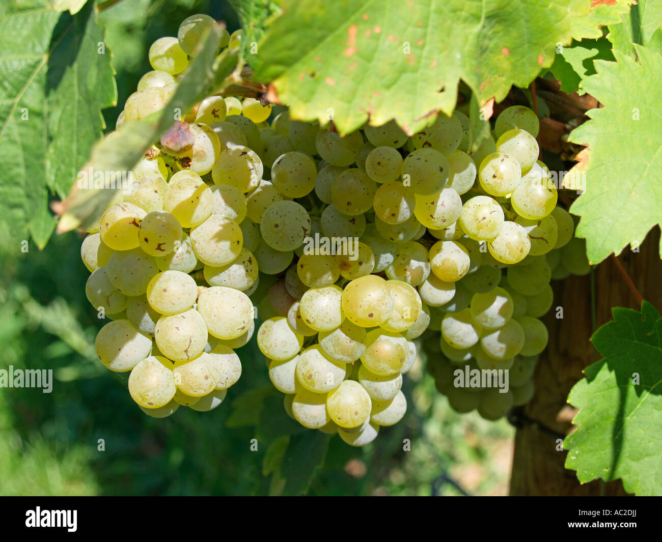 ripe grapes on grapevines Stock Photo - Alamy