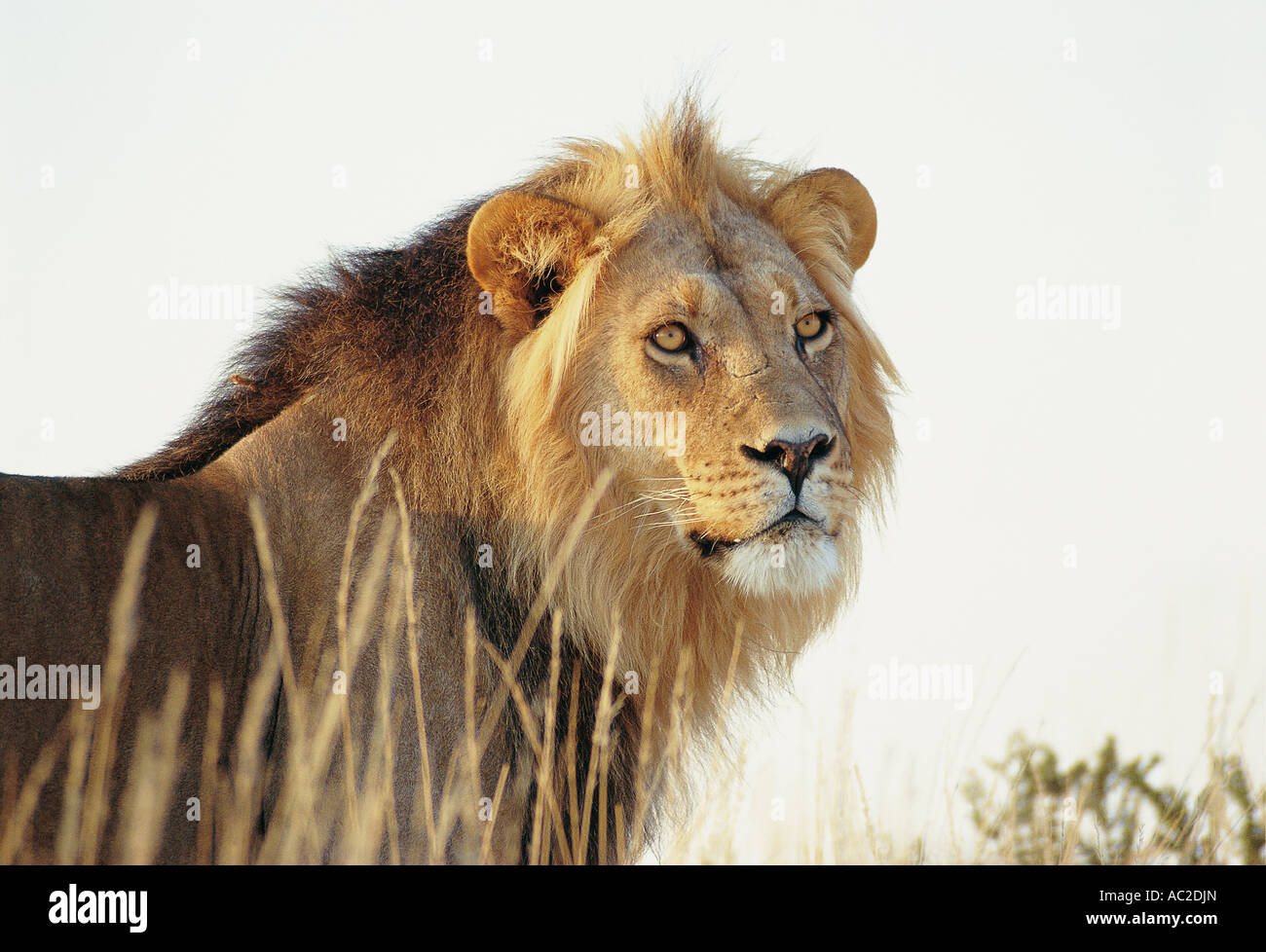 Young male Lion Kalahari Gemsbok National Park South Africa Stock Photo
