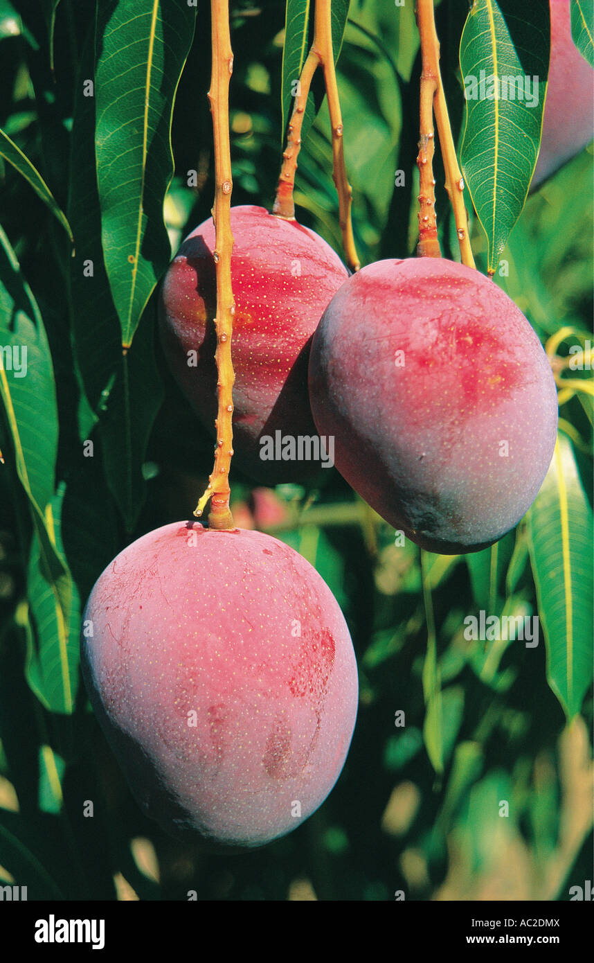 Mangoes growing in Mpumalanga South Africa This variety is called Tommy Atkins Stock Photo