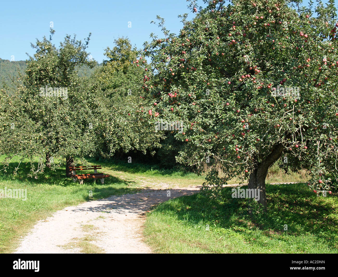 road through a meadow with apple trees with ripe apples in late summer ...