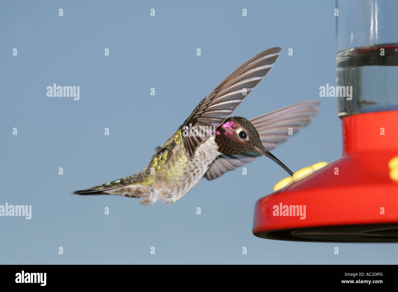 Anna S Hummingbird Hovering While Sipping Nectar At A Feeder Stock