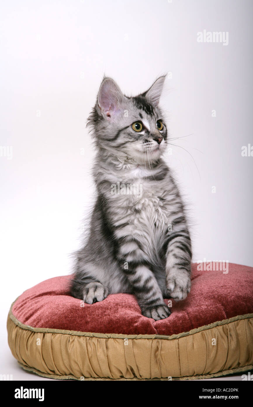 12 week old kitten care online